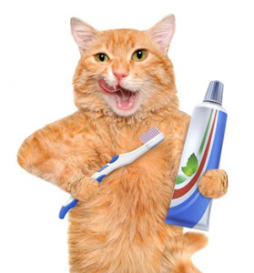 CatDental3
